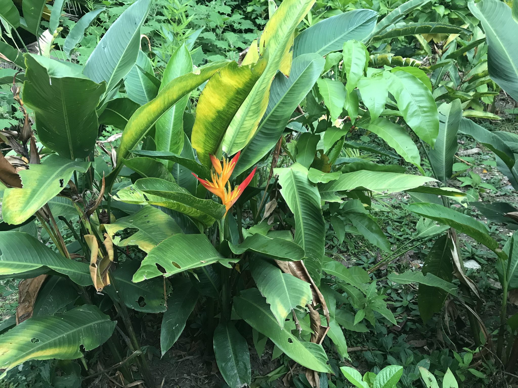 Heliconia psittacorum